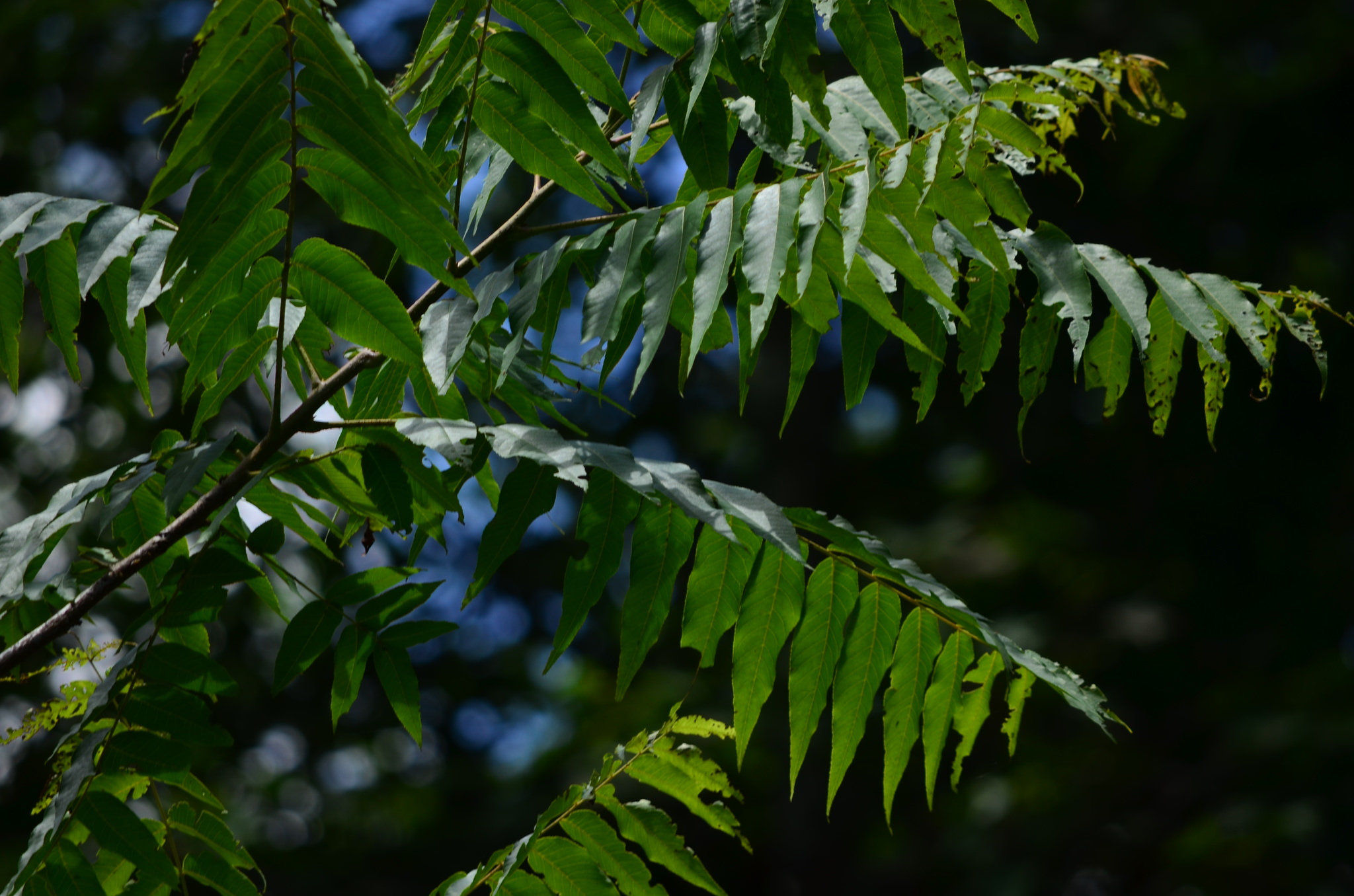 Juglans pyriformis